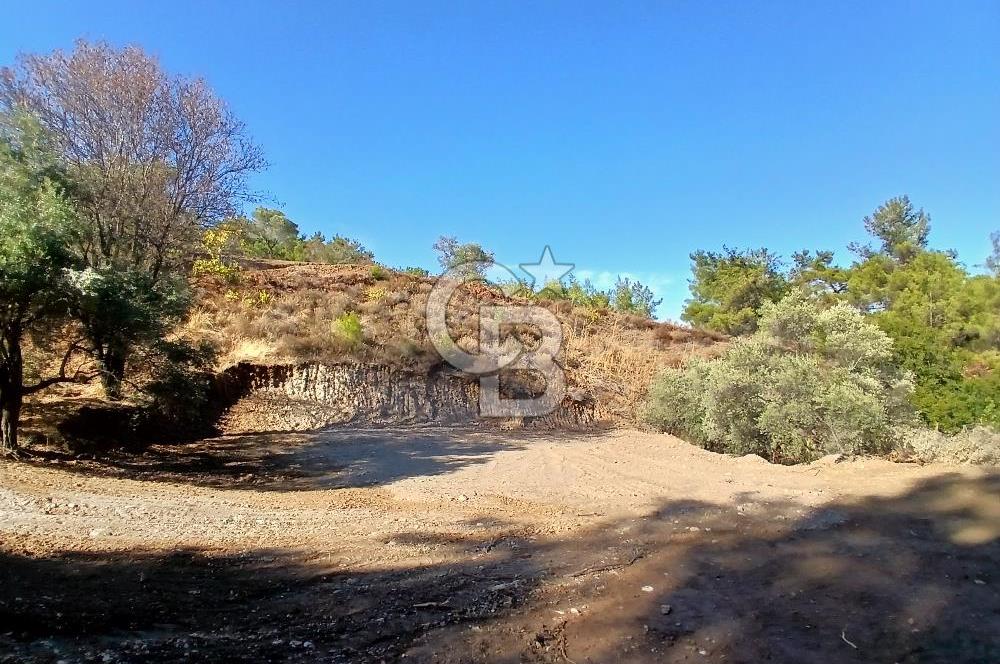 Kemalpaşa Yukarıkızılca'da Müstakil Tapulu Satılık Zeytinlik