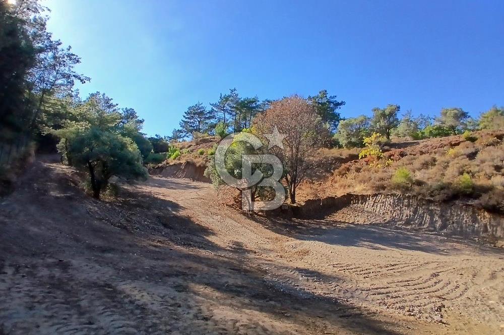 Kemalpaşa Yukarıkızılca'da Müstakil Tapulu Satılık Zeytinlik