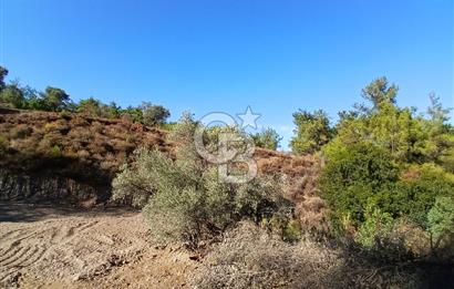 Kemalpaşa Yukarıkızılca'da Müstakil Tapulu Satılık Zeytinlik
