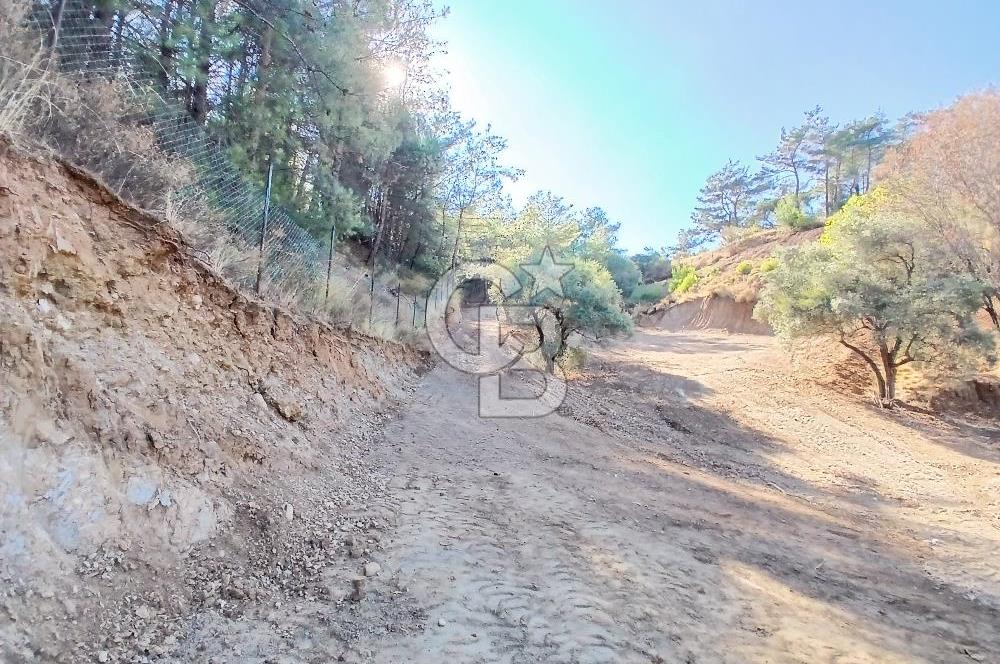 Kemalpaşa Yukarıkızılca'da Müstakil Tapulu Satılık Zeytinlik