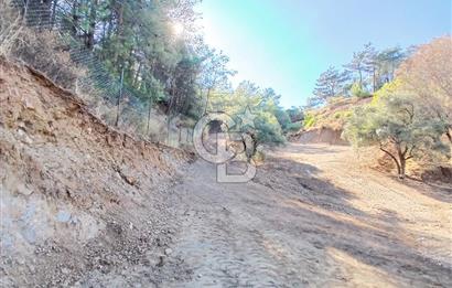 Kemalpaşa Yukarıkızılca'da Müstakil Tapulu Satılık Zeytinlik