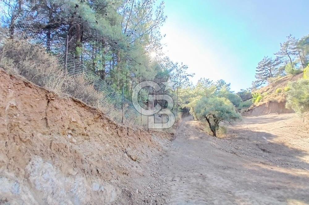 Kemalpaşa Yukarıkızılca'da Müstakil Tapulu Satılık Zeytinlik