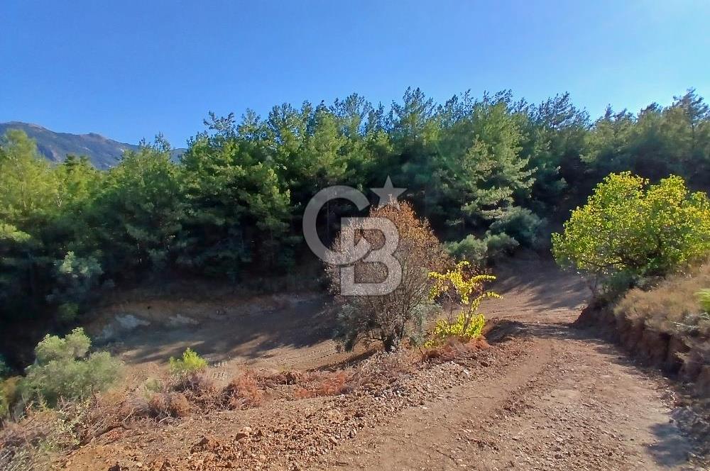 Kemalpaşa Yukarıkızılca'da Müstakil Tapulu Satılık Zeytinlik