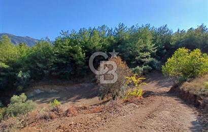 Kemalpaşa Yukarıkızılca'da Müstakil Tapulu Satılık Zeytinlik