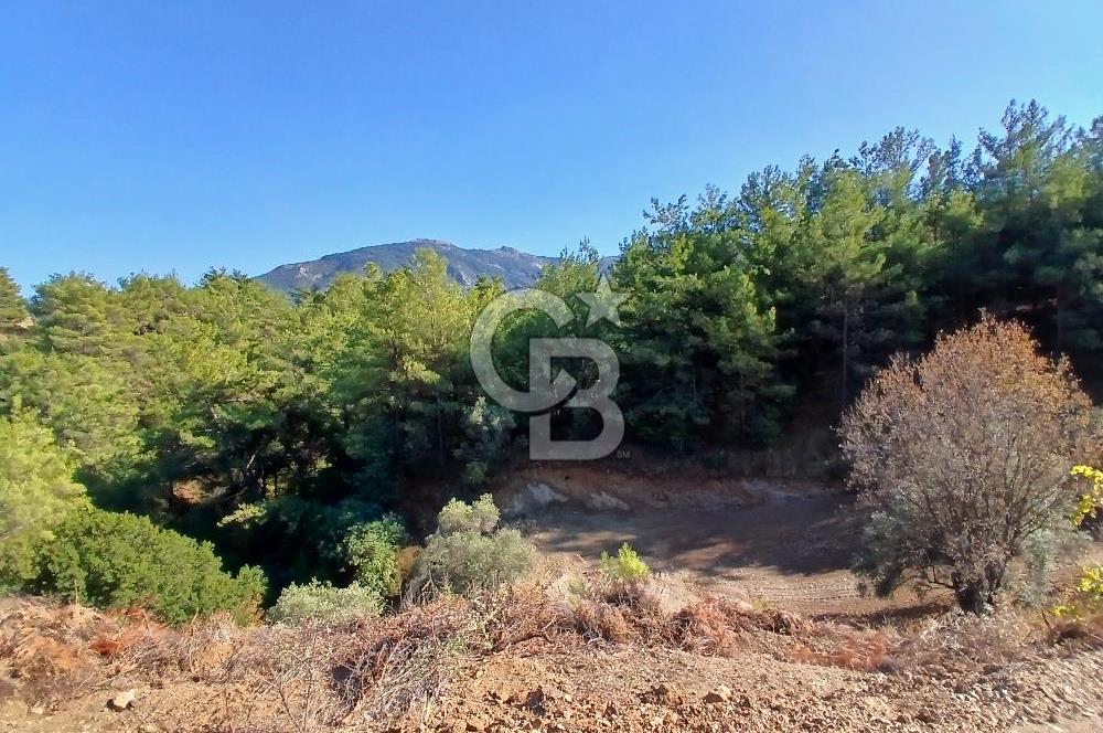 Kemalpaşa Yukarıkızılca'da Müstakil Tapulu Satılık Zeytinlik