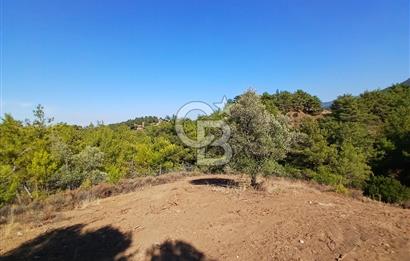 Kemalpaşa Yukarıkızılca'da Müstakil Tapulu Satılık Zeytinlik