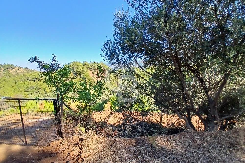 Kemalpaşa Yukarıkızılca'da Müstakil Tapulu Satılık Zeytinlik