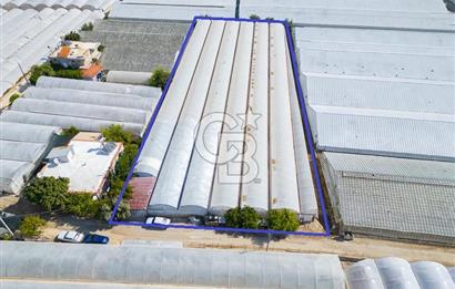 CB ARDEN'DEN DEMRE KARABUCAK SATILIK 3318 M2 MÜSTAKİL SERA