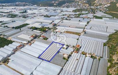 CB ARDEN'DEN DEMRE KARABUCAK SATILIK 3318 M2 MÜSTAKİL SERA