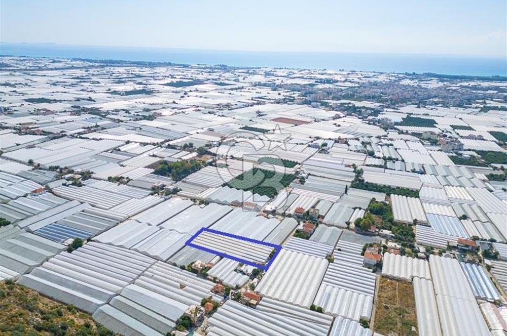 CB ARDEN'DEN DEMRE KARABUCAK SATILIK 3318 M2 MÜSTAKİL SERA