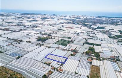 CB ARDEN'DEN DEMRE KARABUCAK SATILIK 3318 M2 MÜSTAKİL SERA