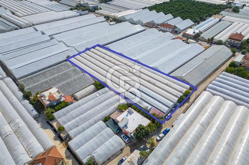 CB ARDEN'DEN DEMRE KARABUCAK SATILIK 3318 M2 MÜSTAKİL SERA