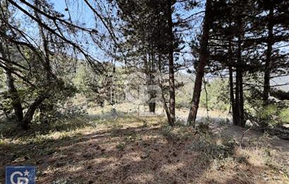 CB BLACK'TEN DOĞANCI SATILIK MANZARALI 9342M2 ARAZİ