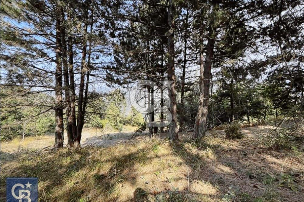 CB BLACK'TEN DOĞANCI SATILIK MANZARALI 9342M2 ARAZİ