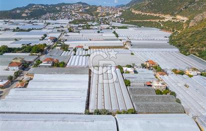 CB ARDEN'DEN DEMRE KARABUCAK SATILIK 3318 M2 MÜSTAKİL SERA