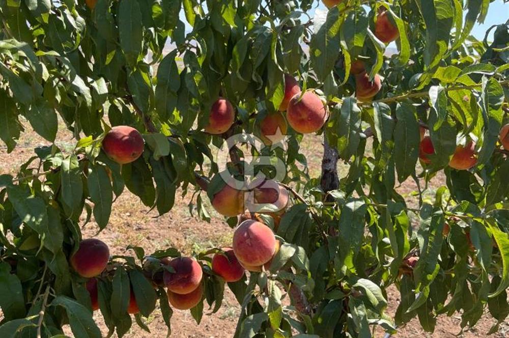 KIRIKKALE HACILAR'DA SATILIK BAHÇE