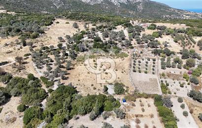 KARABURUN KÖSEDERE'DE SATILIK 6.469 METREKARE TARLA
