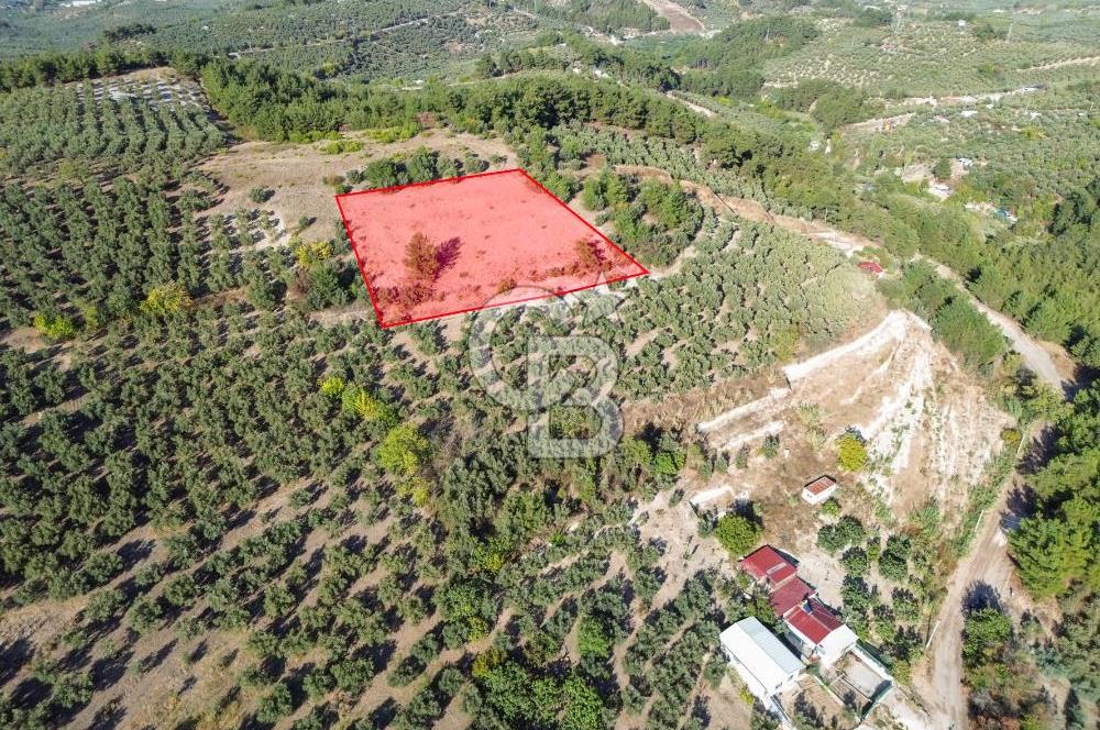 MUDANYA YÖRÜKALİ ZEYTİNLİK