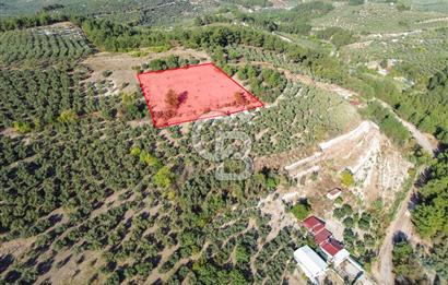 MUDANYA YÖRÜKALİ ZEYTİNLİK