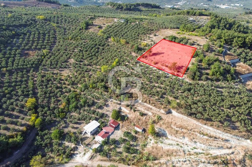 MUDANYA YÖRÜKALİ ZEYTİNLİK