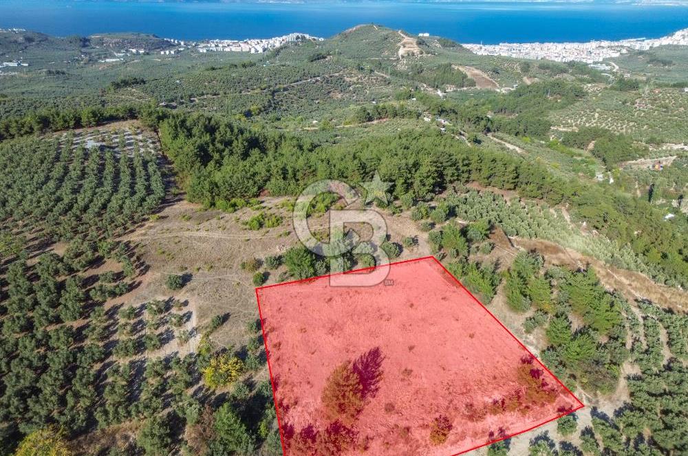 MUDANYA YÖRÜKALİ ZEYTİNLİK