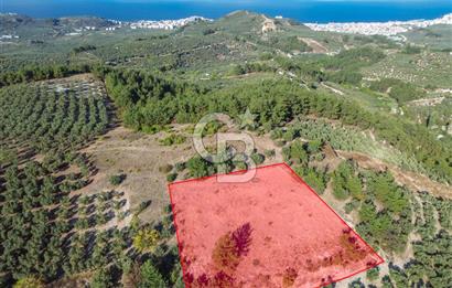 MUDANYA YÖRÜKALİ ZEYTİNLİK