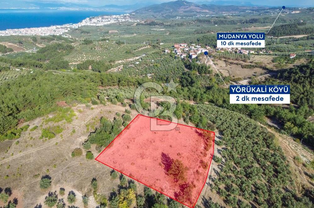 MUDANYA YÖRÜKALİ ZEYTİNLİK