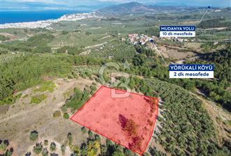 MUDANYA YÖRÜKALİ ZEYTİNLİK