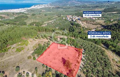 MUDANYA YÖRÜKALİ ZEYTİNLİK