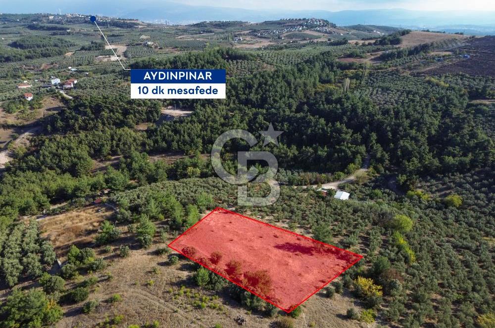 MUDANYA YÖRÜKALİ ZEYTİNLİK