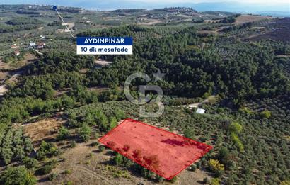 MUDANYA YÖRÜKALİ ZEYTİNLİK