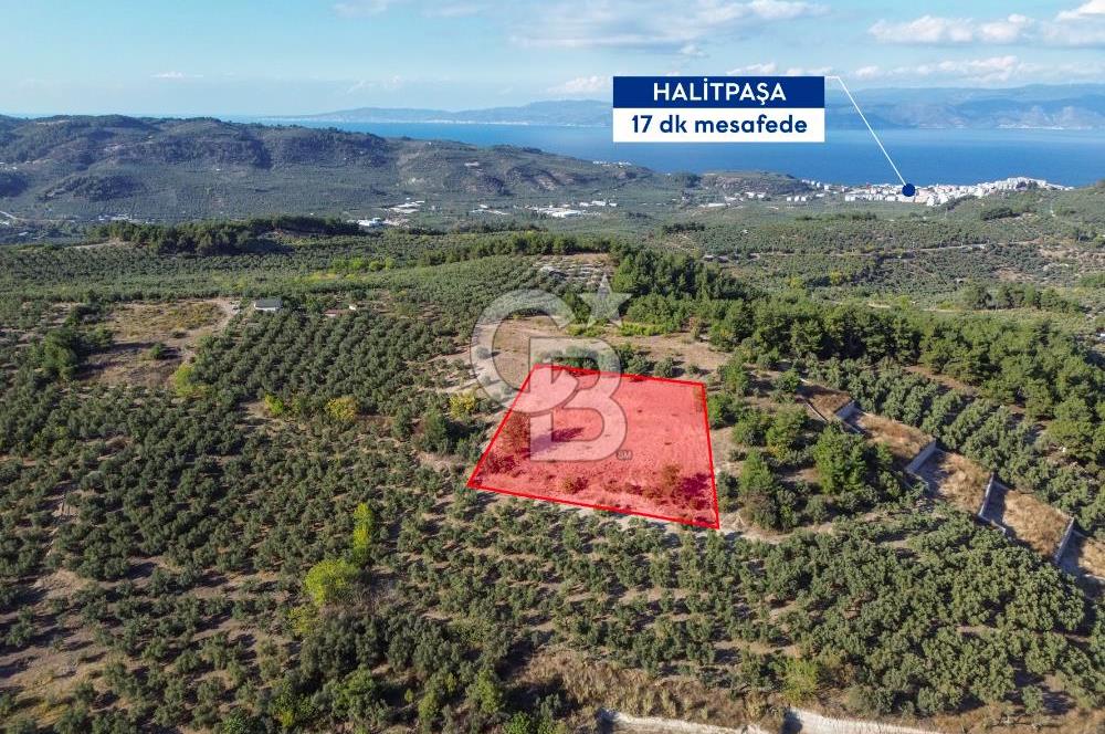 MUDANYA YÖRÜKALİ ZEYTİNLİK