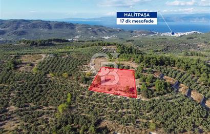 MUDANYA YÖRÜKALİ ZEYTİNLİK