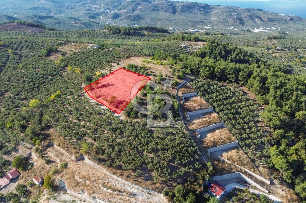 MUDANYA YÖRÜKALİ ZEYTİNLİK