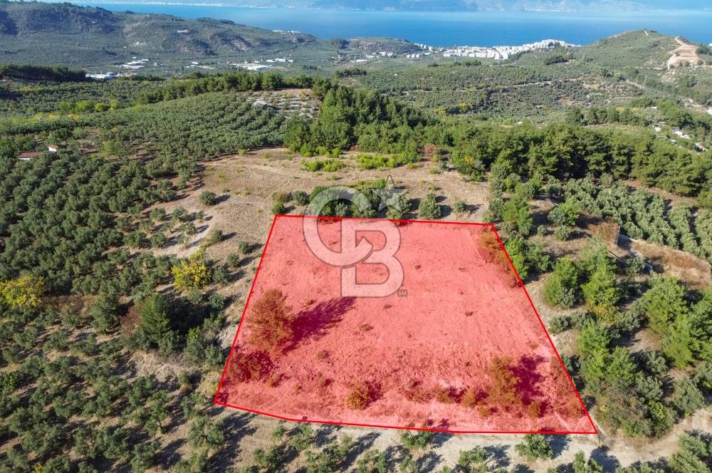 MUDANYA YÖRÜKALİ ZEYTİNLİK