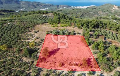 MUDANYA YÖRÜKALİ ZEYTİNLİK
