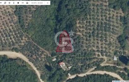 Bursa Orhangazi ilçesi Sölöz Köyü - Akçeşme Mevkiinde Satılık Zeytinlik.
