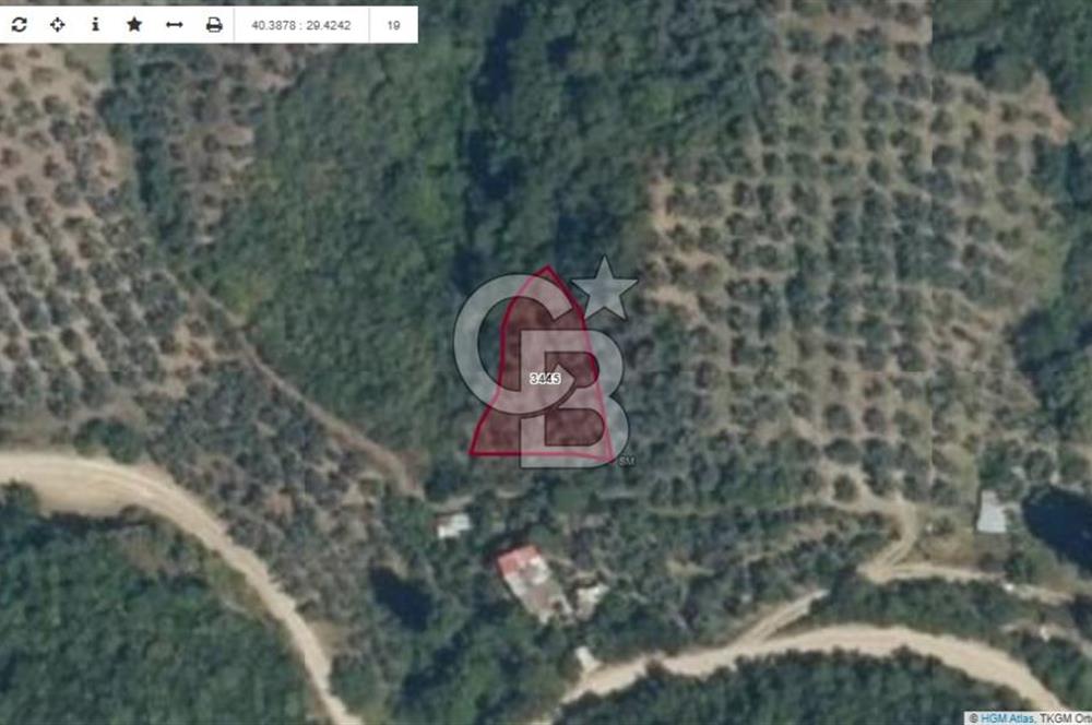 Bursa Orhangazi ilçesi Sölöz Köyü - Akçeşme Mevkiinde Satılık Zeytinlik.