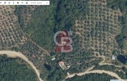 Bursa Orhangazi ilçesi Sölöz Köyü - Akçeşme Mevkiinde Satılık Zeytinlik.