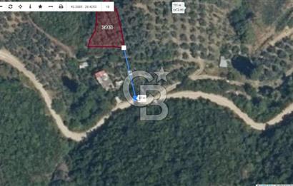 Bursa Orhangazi ilçesi Sölöz Köyü - Akçeşme Mevkiinde Satılık Zeytinlik.