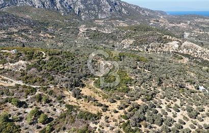 KARABURUN İNECİK'TE DENIZ MANZARALI SATILIK 5.820 M2 TARLA