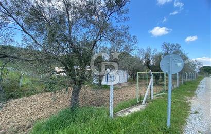 Gömeç kuyualan mahallesi satılık zeytinlik 