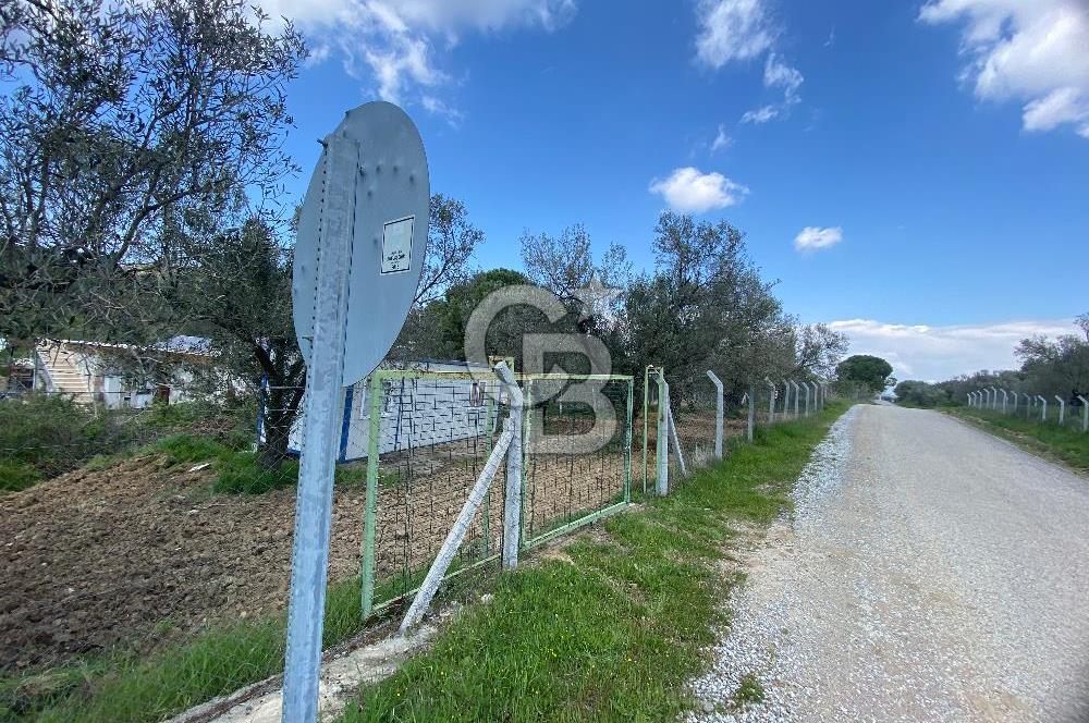 Gömeç kuyualan mahallesi satılık zeytinlik 