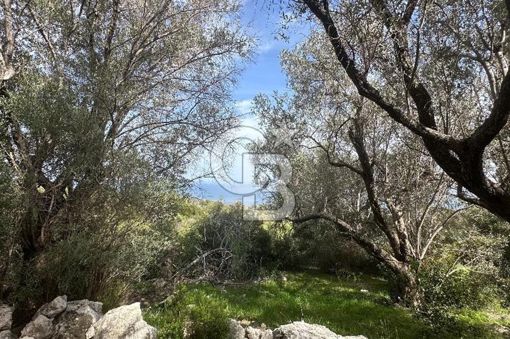 KARABURUN İNECİK'TE DENIZ MANZARALI SATILIK 5.820 M2 TARLA