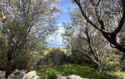 KARABURUN İNECİK'TE DENIZ MANZARALI SATILIK 5.820 M2 TARLA