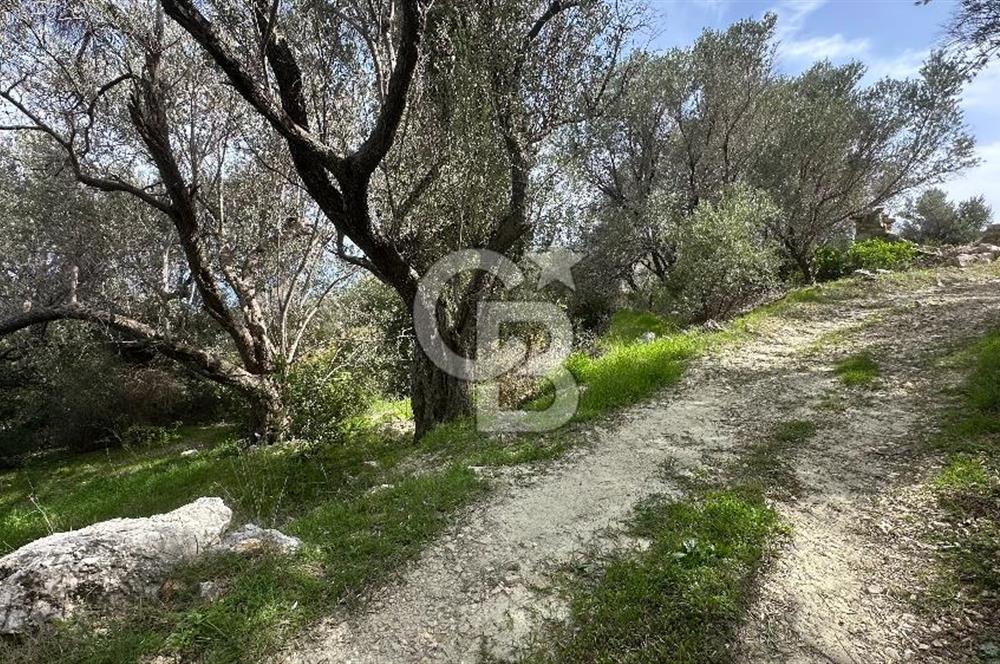 KARABURUN İNECİK'TE DENIZ MANZARALI SATILIK 5.820 M2 TARLA