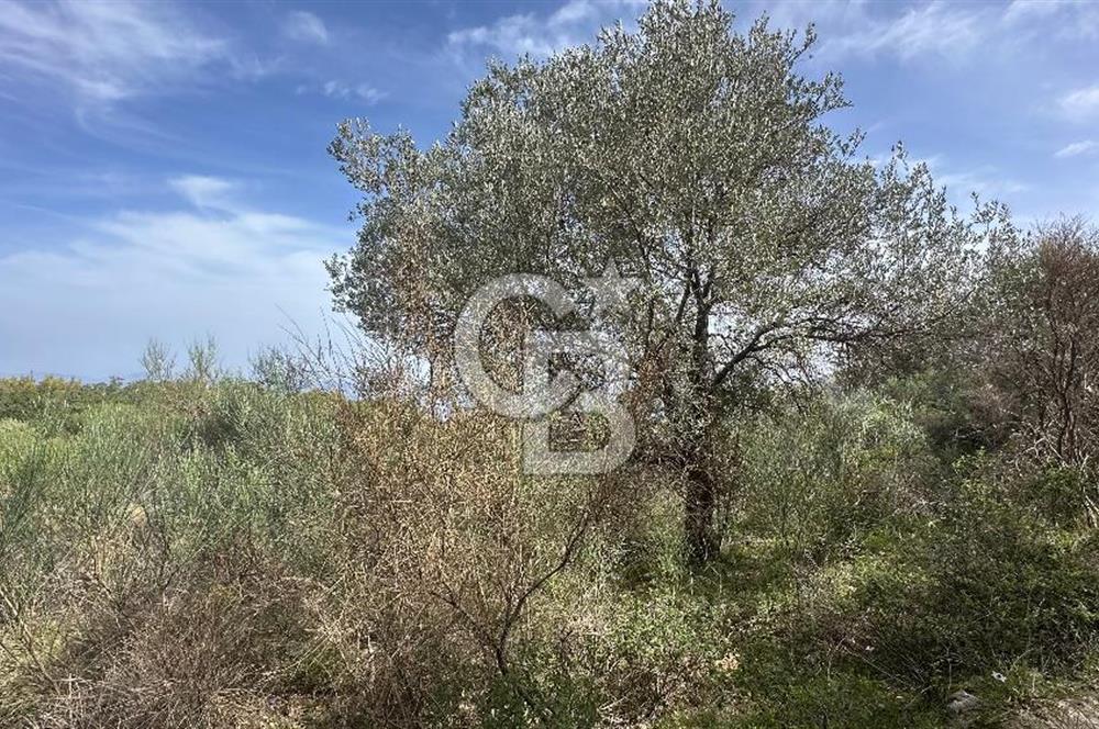 KARABURUN İNECİK'TE DENIZ MANZARALI SATILIK 5.820 M2 TARLA