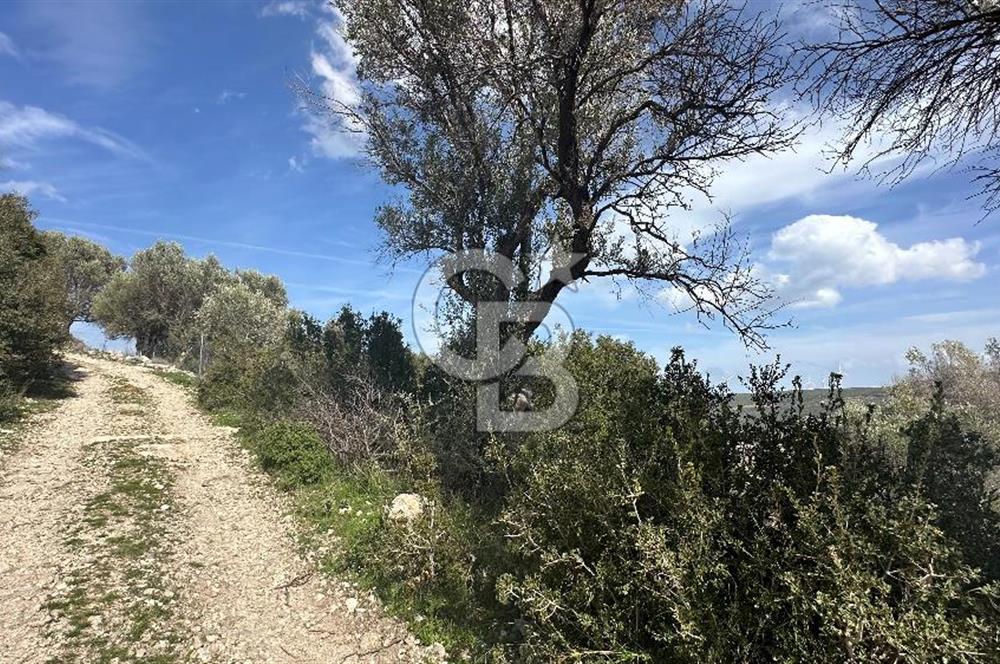 KARABURUN KÖSEDERE'DE SATILIK 6.469 METREKARE TARLA