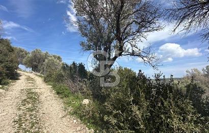 KARABURUN KÖSEDERE'DE SATILIK 6.469 METREKARE TARLA