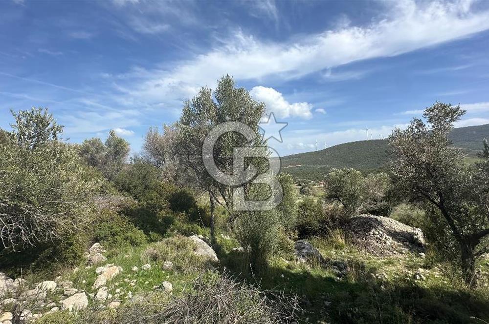 KARABURUN KÖSEDERE'DE SATILIK 6.469 METREKARE TARLA